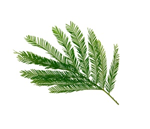 Photo of Mimosa branch with green leaves on white background