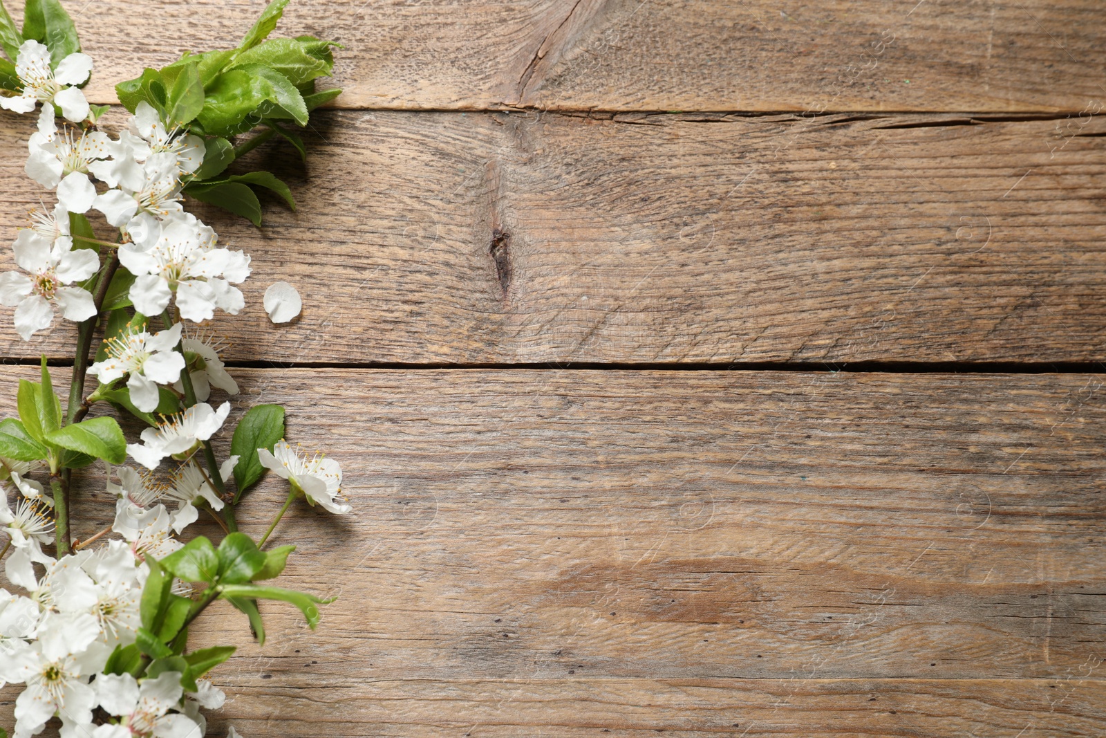 Photo of Cherry tree branches with beautiful blossoms on wooden table, flat lay. Space for text