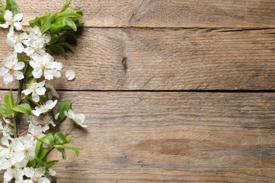 Cherry tree branches with beautiful blossoms on wooden table, flat lay. Space for text