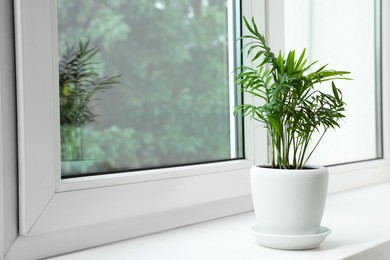 Photo of Chamaedorea palm in pot on windowsill indoors, space for text. House plant
