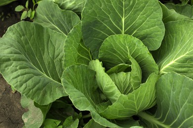 Photo of Cabbage plant with green leaves in soil, above view