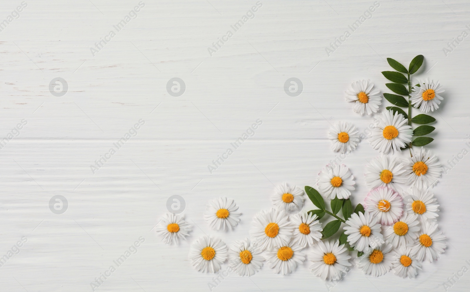 Photo of Beautiful daisy flowers and leaves on white wooden background, flat lay. Space for text