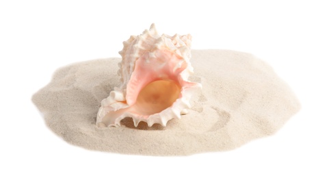 Pile of beach sand with sea shell on white background