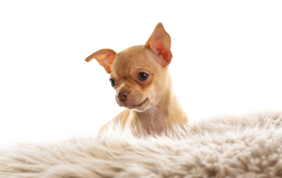 Photo of Cute Chihuahua puppy on faux fur. Baby animal