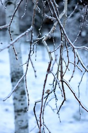 Photo of Birch branches in ice glaze outdoors on winter day, closeup