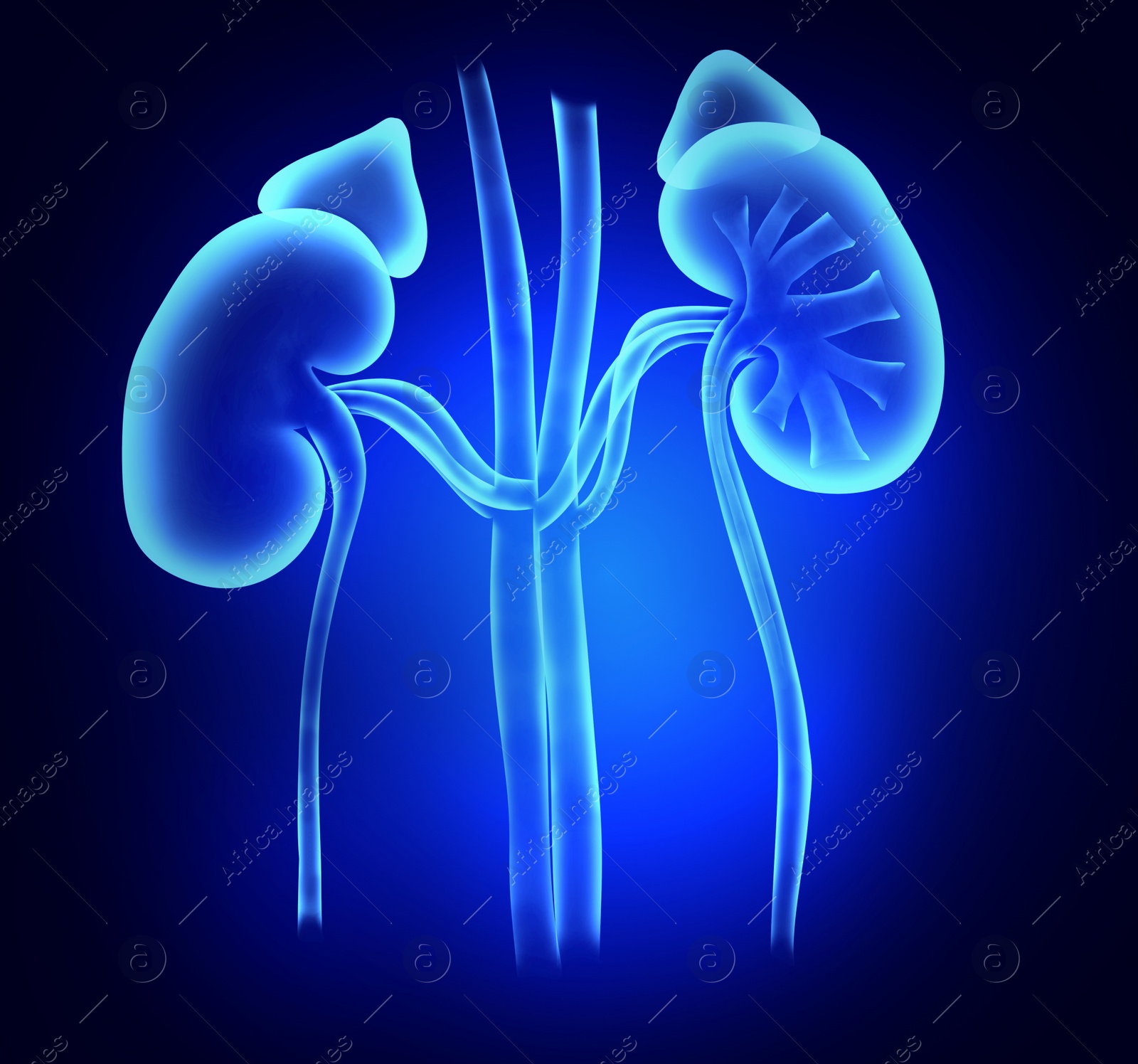 Illustration of  kidneys on blue background. Human anatomy