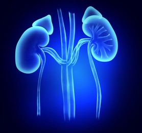 Illustration of  kidneys on blue background. Human anatomy