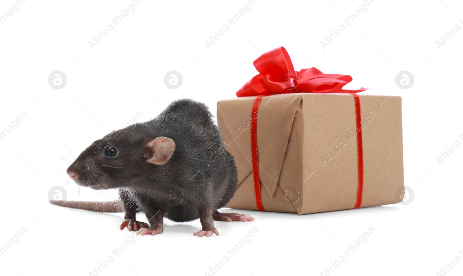 Photo of Cute little rat and gift box on white background. Chinese New Year symbol