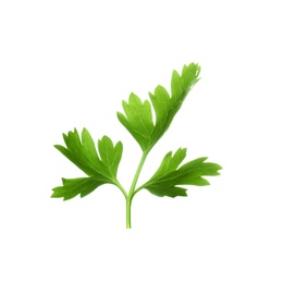 Fresh green organic parsley on white background