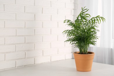 Photo of Potted chamaedorea palm on light grey table indoors, space for text. Beautiful houseplant