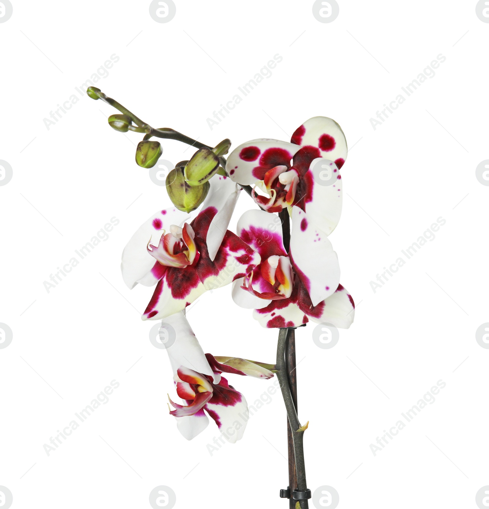 Photo of Beautiful orchid flower on white background. Tropical plant