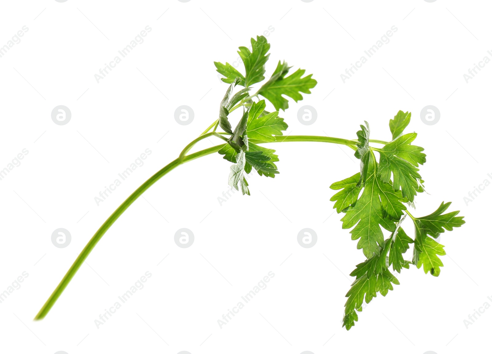 Photo of Fresh green organic parsley on white background