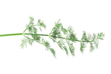 Photo of Sprig of fresh dill isolated on white