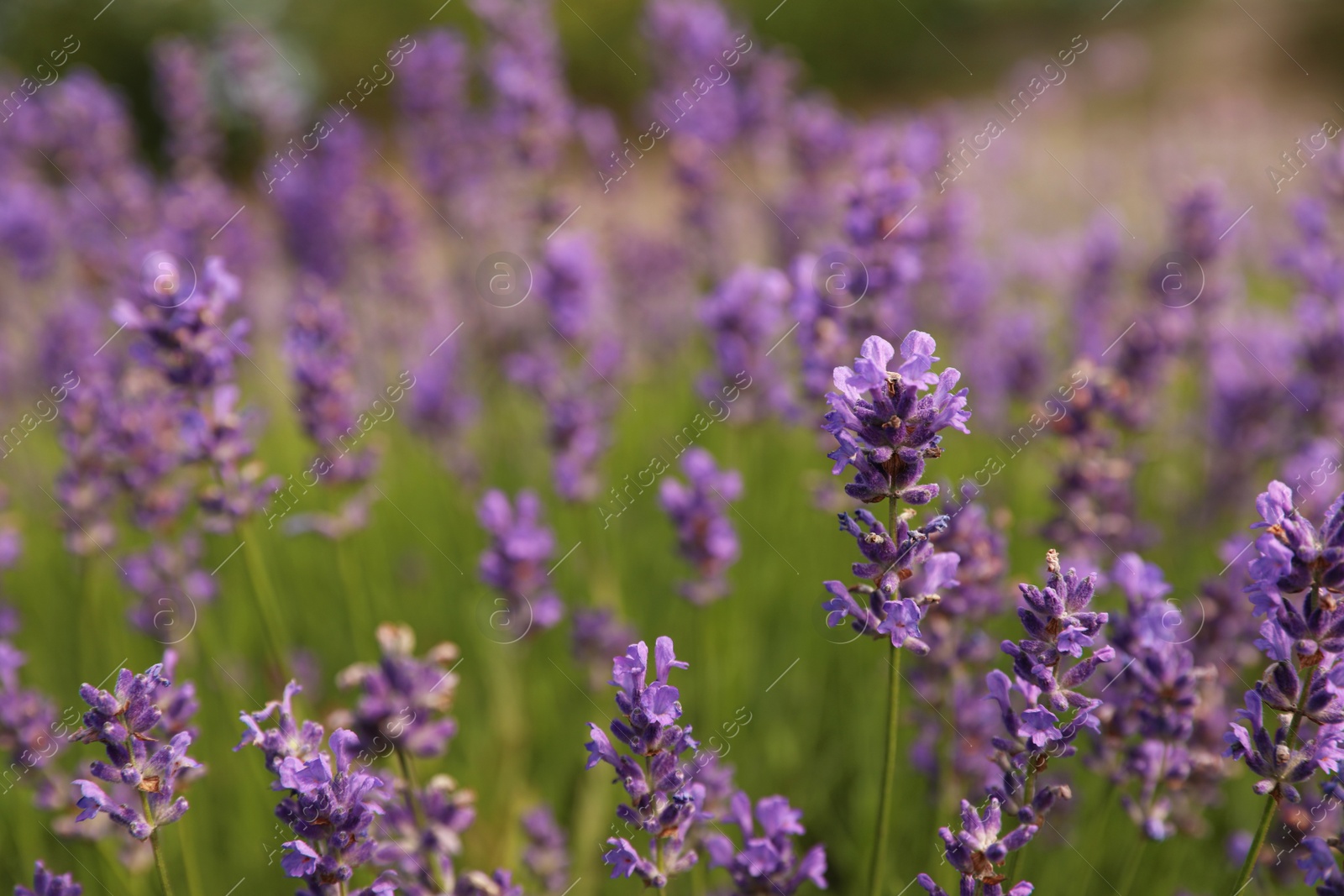 Photo of Beautiful blooming lavender field on summer day, closeup