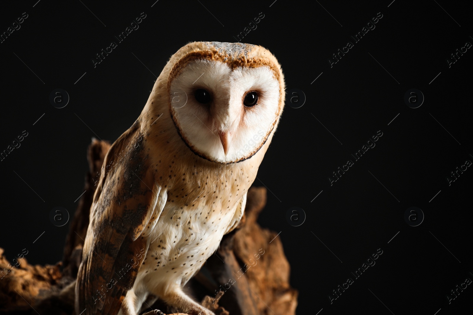 Photo of Beautiful common barn owl on tree against black background