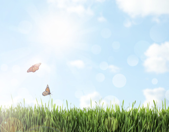 Image of Fresh green grass and butterflies on sunny day. Spring season