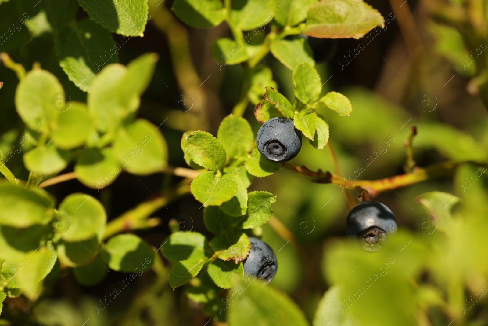 Photo of Ripe bilberries growing in forest, closeup. Seasonal berries