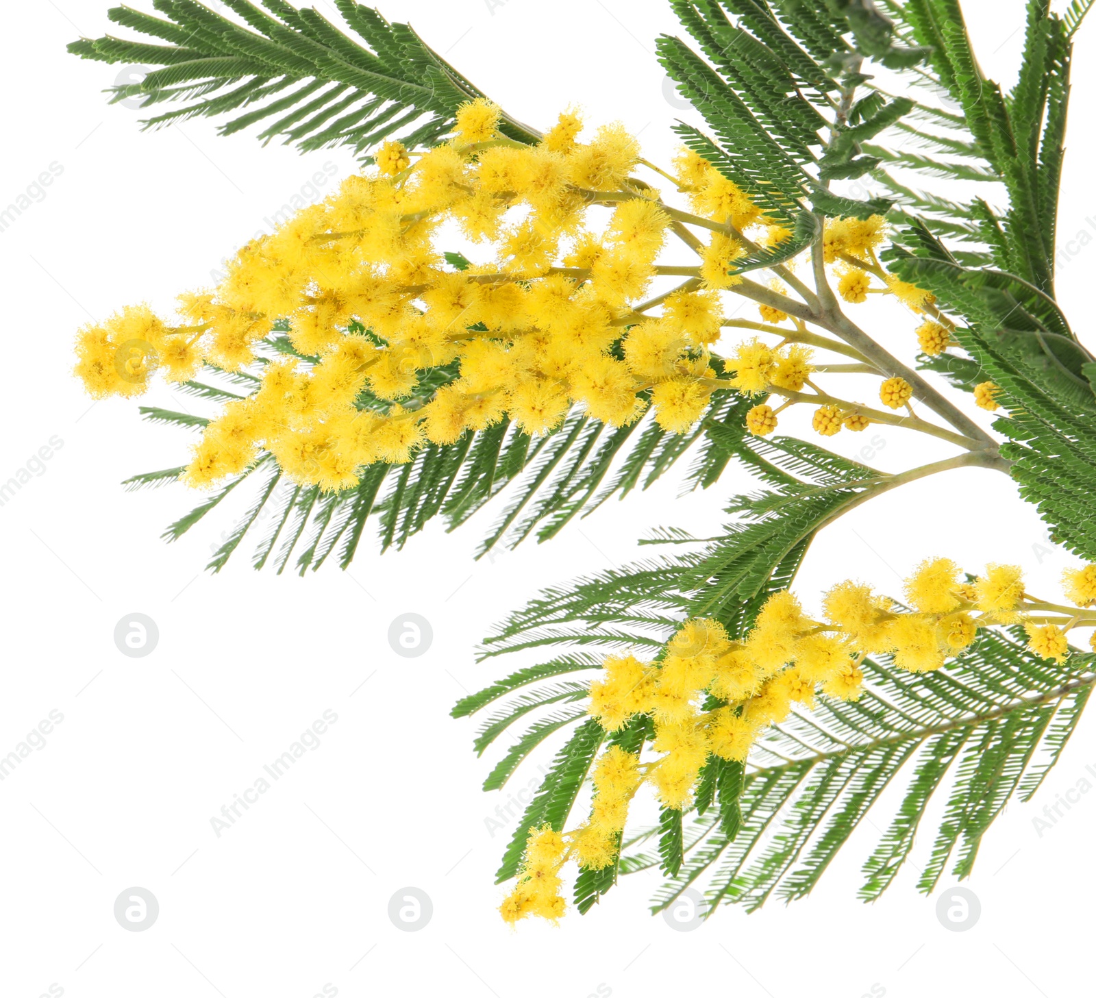 Photo of Beautiful mimosa plant with yellow flowers isolated on white