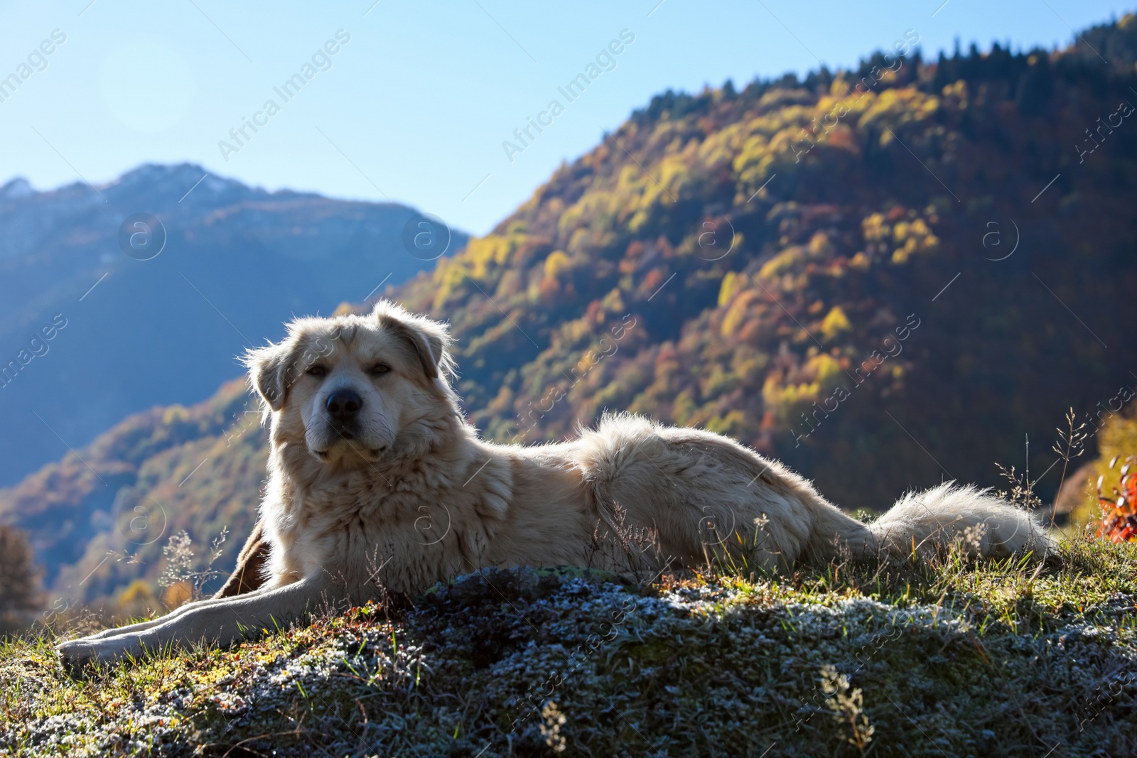 Photo of Adorable dog in mountains on sunny day