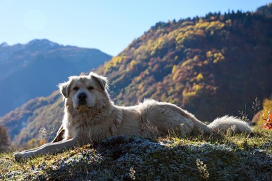 Photo of Adorable dog in mountains on sunny day