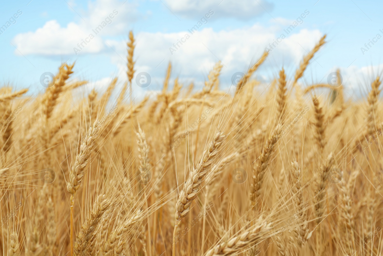 Photo of Beautiful ripe wheat spikes in agricultural field