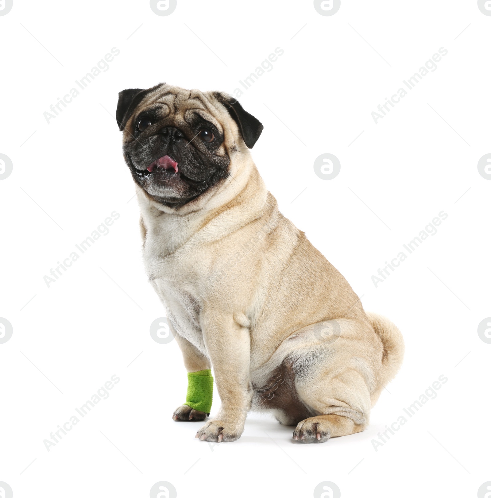 Photo of Cute pug dog with paw wrapped in medical bandage on white background