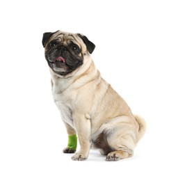 Photo of Cute pug dog with paw wrapped in medical bandage on white background