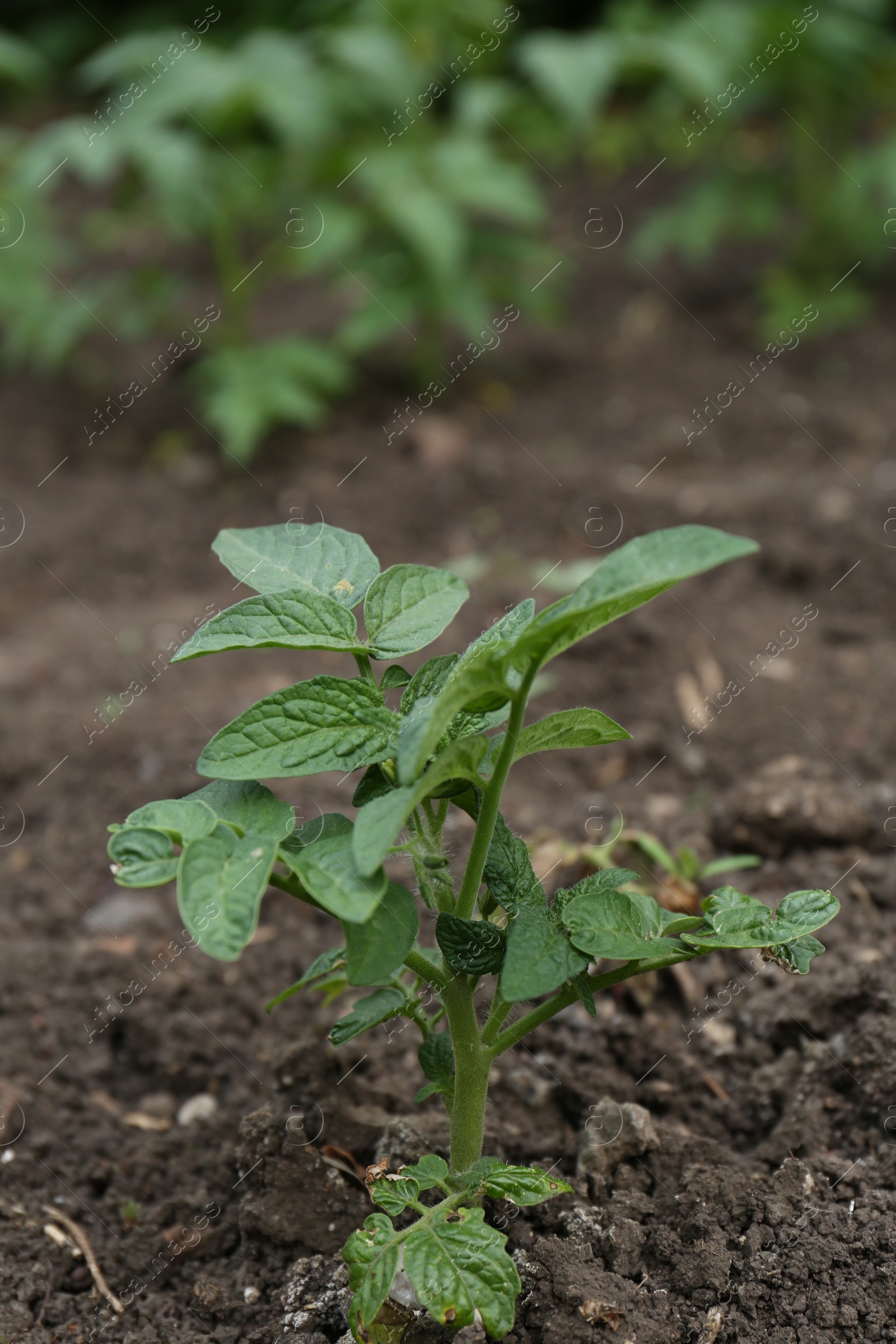 Photo of Beautiful green potato seedling growing in garden