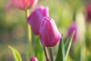 Fresh beautiful tulip in field, selective focus. Blooming flower