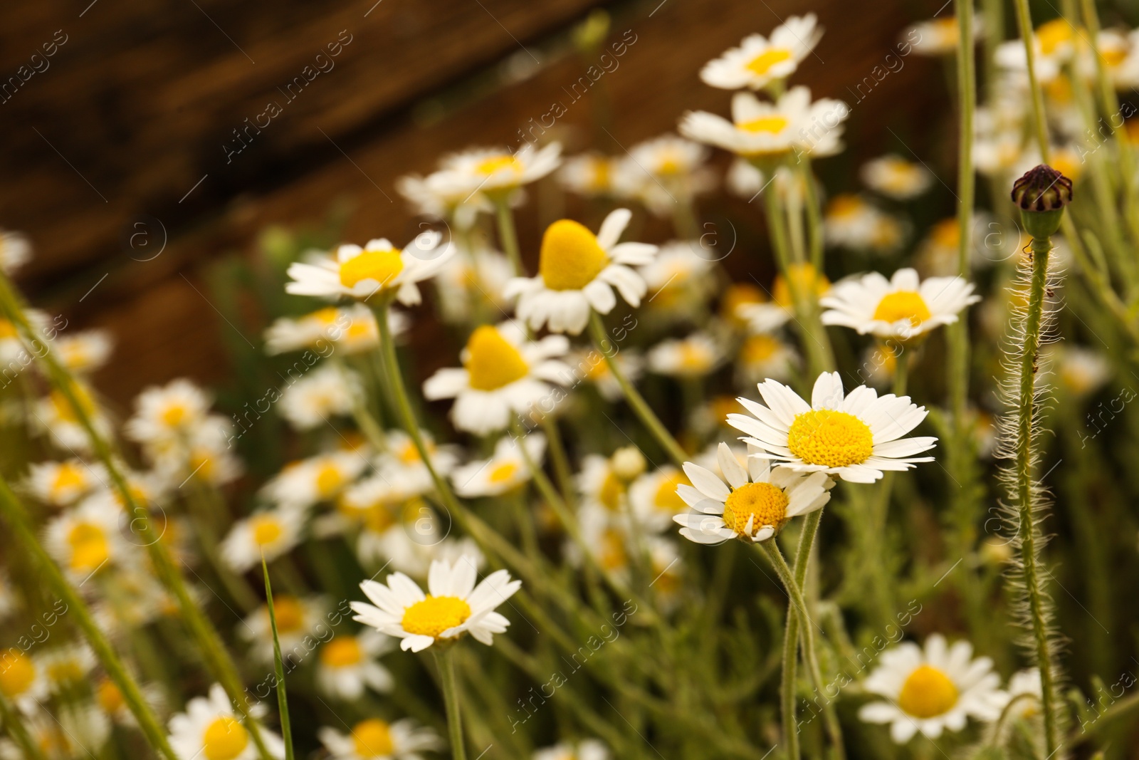 Photo of Beautiful chamomile flowers growing outdoors, closeup view