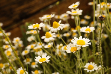 Beautiful chamomile flowers growing outdoors, closeup view