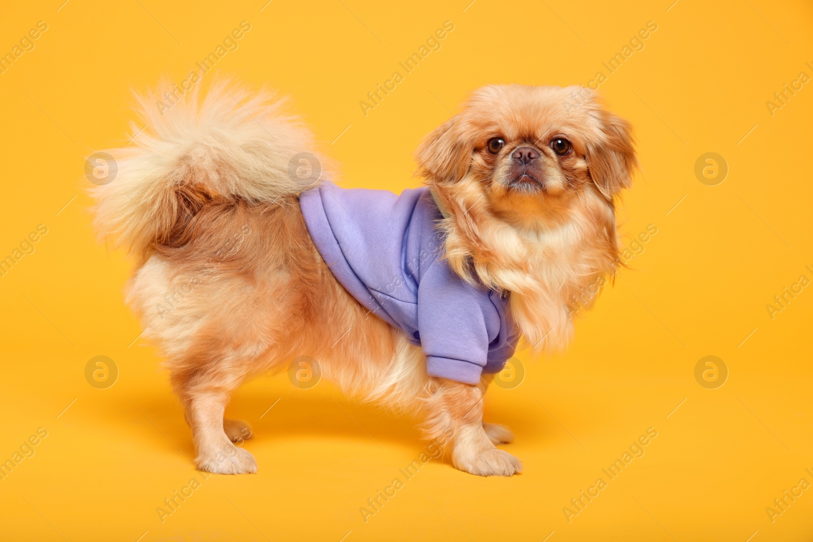 Photo of Cute Pekingese dog in pet clothes on yellow background