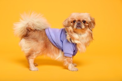 Photo of Cute Pekingese dog in pet clothes on yellow background