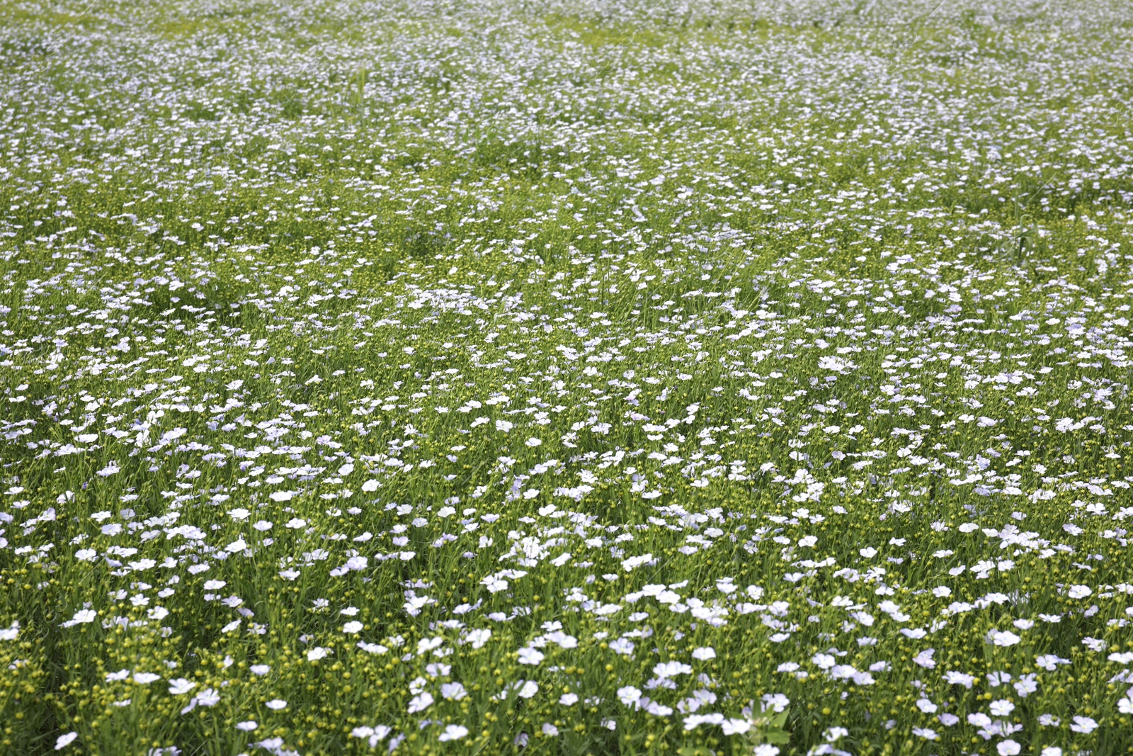 Photo of Beautiful view of blooming flax field on summer day