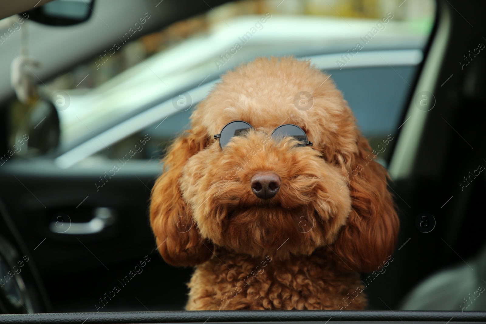 Photo of Cute dog in sunglasses inside black car, view from outside