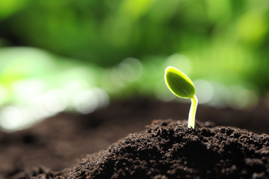 Little green seedling growing in soil, closeup. Space for text