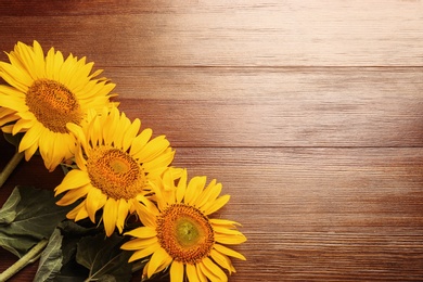 Photo of Beautiful bright sunflowers on wooden background, flat lay. Space for text