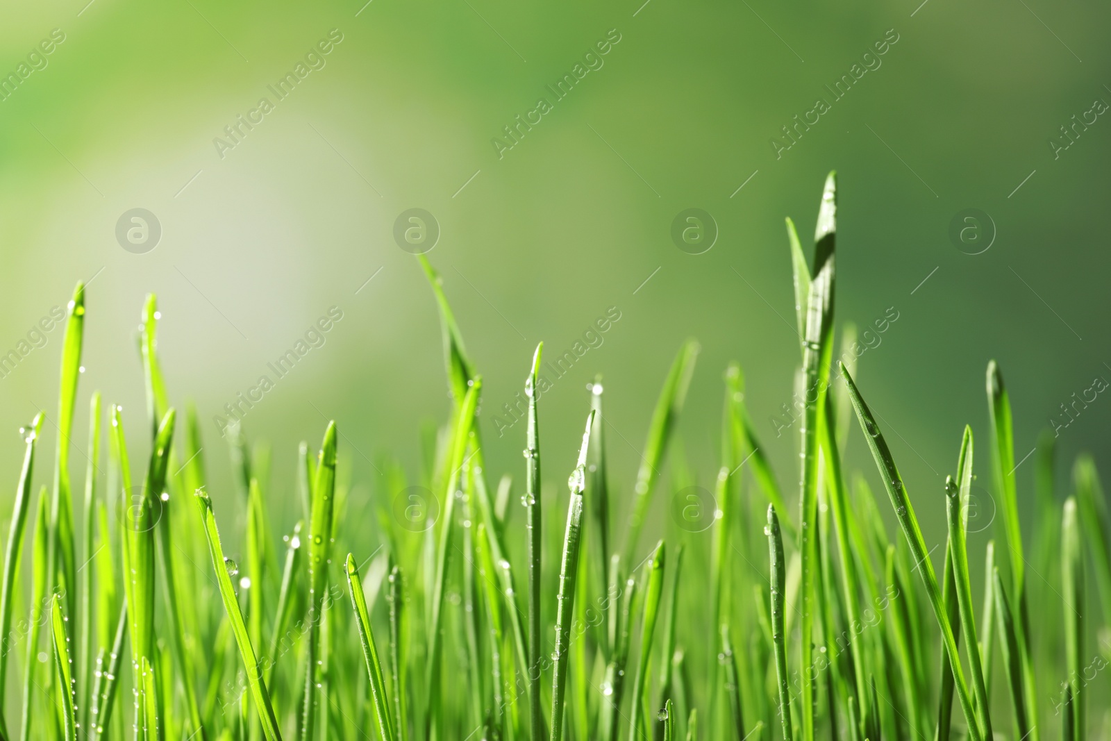 Photo of Green wheat grass with dew drops on blurred background, closeup