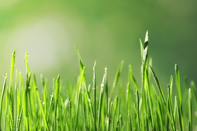 Photo of Green wheat grass with dew drops on blurred background, closeup