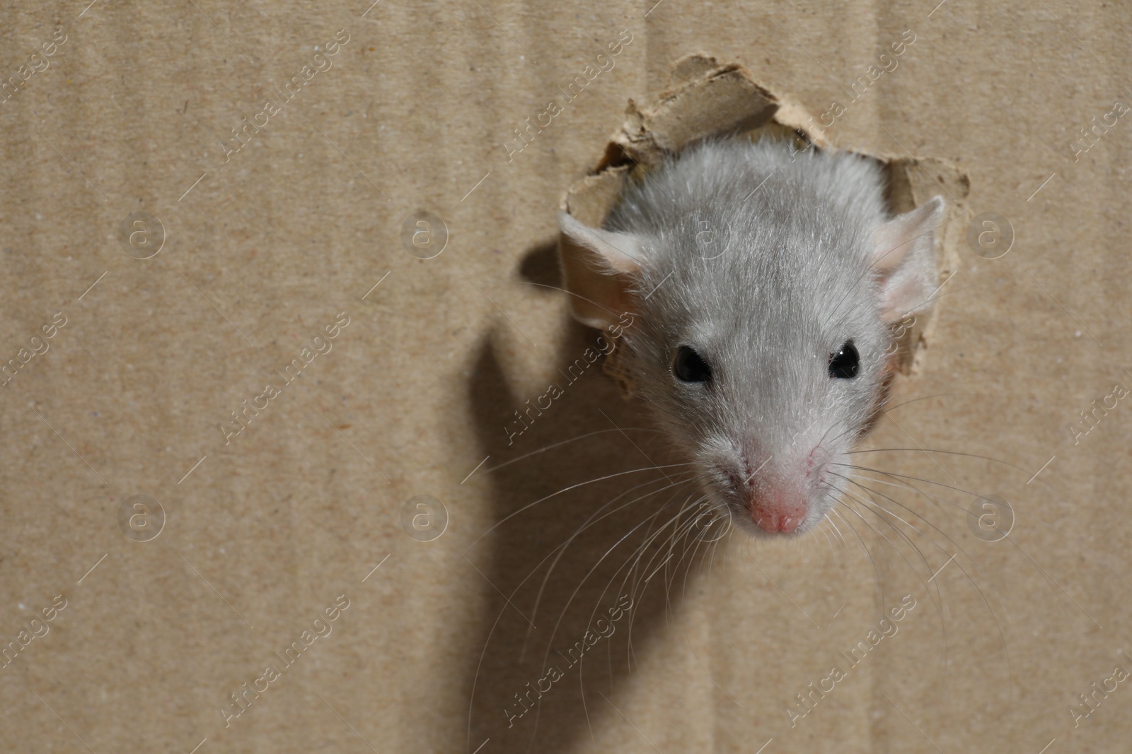 Photo of Cute rat looking through hole in cardboard sheet, space for text