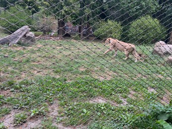 Photo of Beautiful healthy African lioness in zoo enclosure