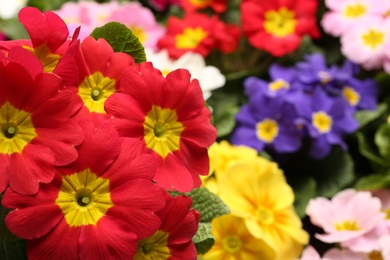 Photo of Beautiful primula (primrose) plant with red flowers on blurred  background, closeup, space for text. Spring blossom