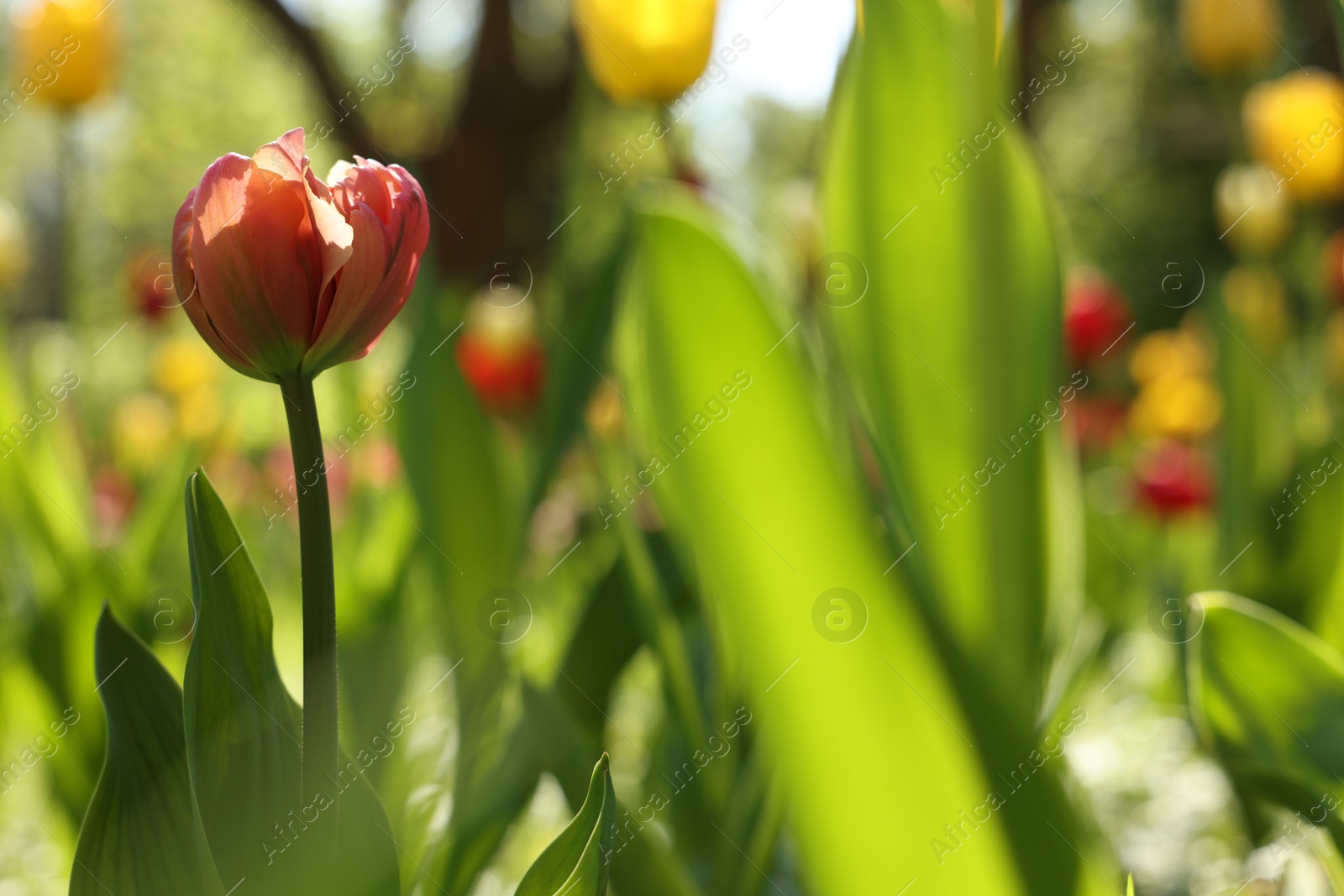 Photo of Beautiful bright tulips growing outdoors on sunny day, closeup