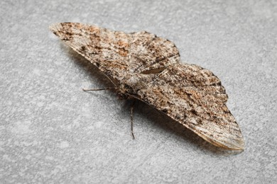 Photo of Single Alcis repandata moth on light grey background, closeup