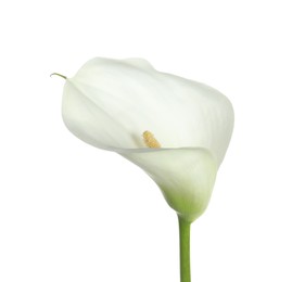 Beautiful calla lily flower isolated on white