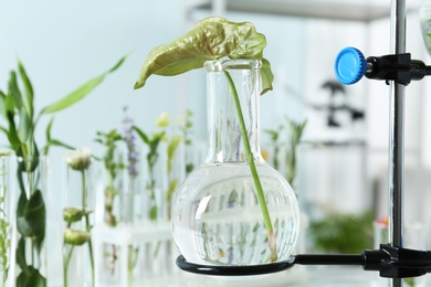 Photo of Round bottomed flask with leaf on retort stand in laboratory