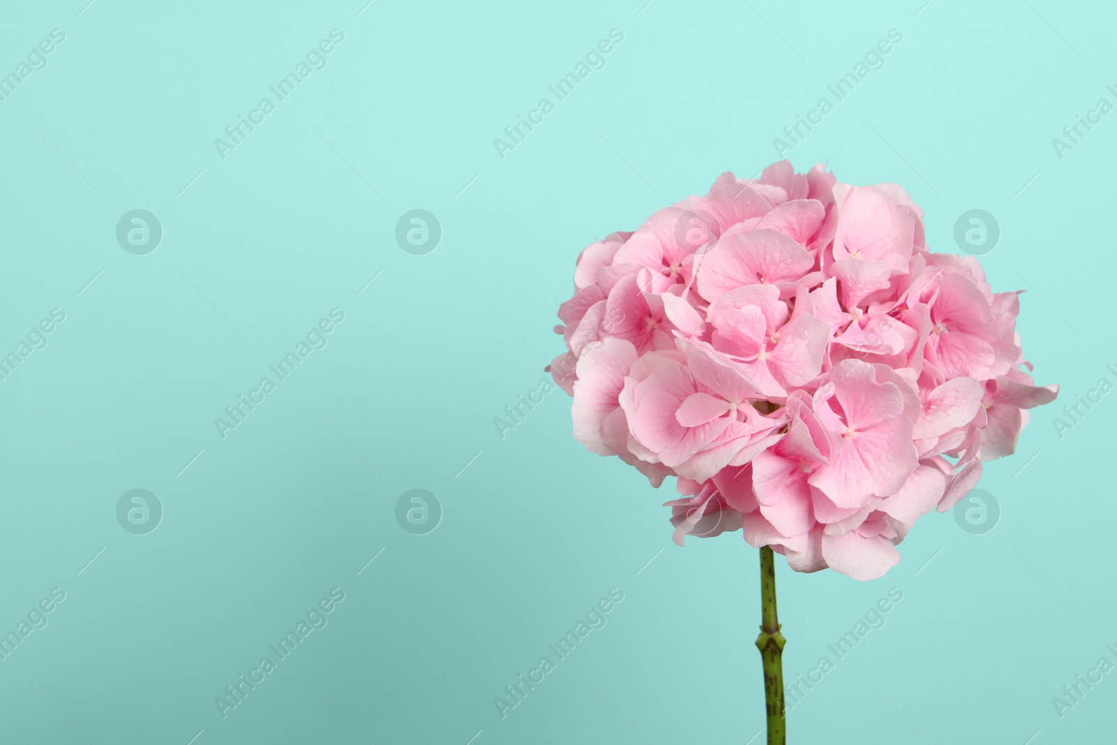 Photo of Branch of hortensia plant with delicate flowers on turquoise background. Space for text