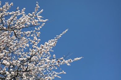 Photo of Branches of blossoming apricot tree on sunny day outdoors. Springtime