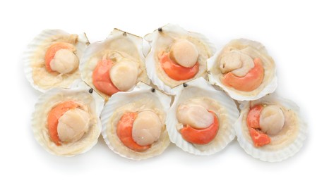 Photo of Many fresh raw scallops in shells isolated on white, top view