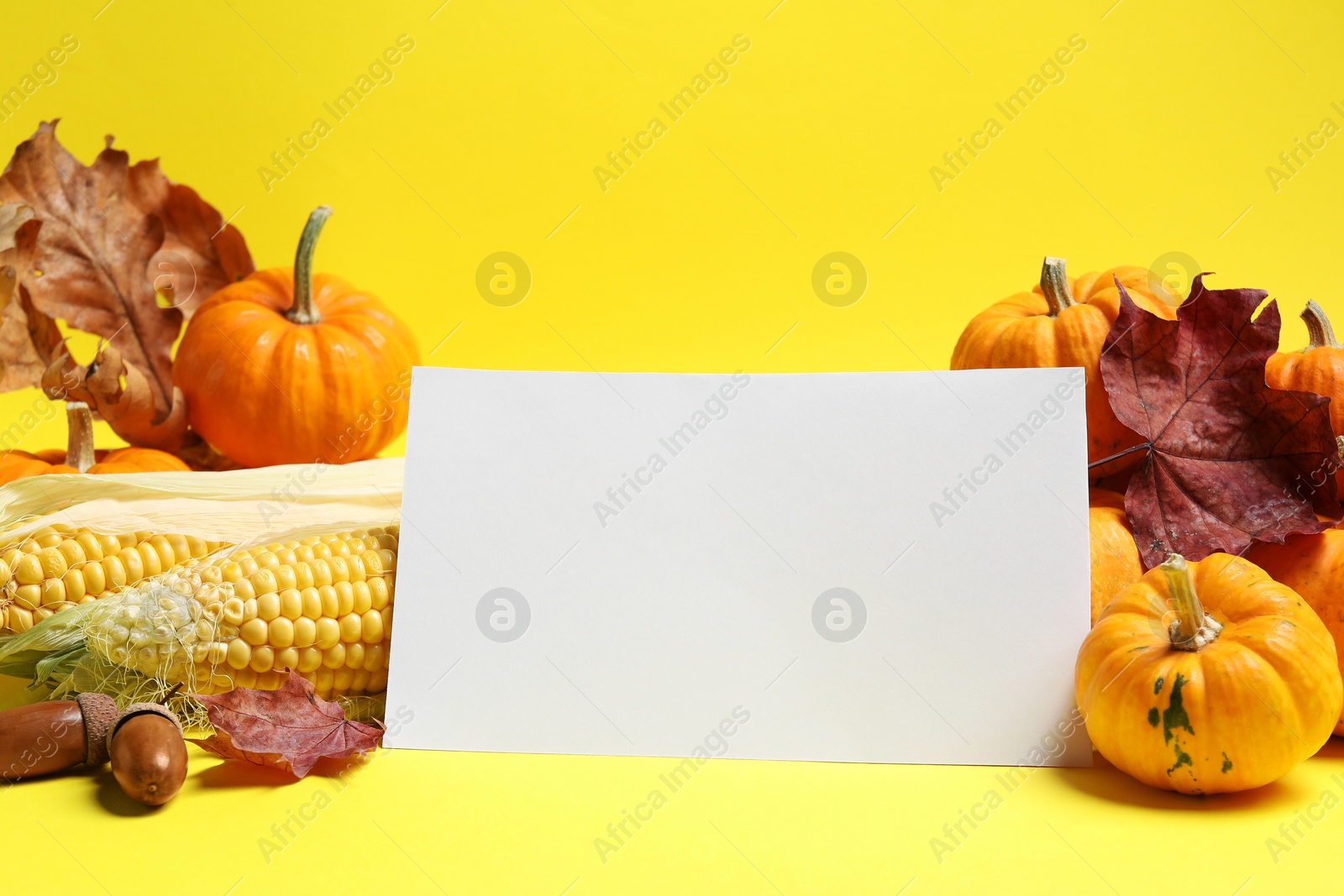 Photo of Thanksgiving day. Beautiful composition with pumpkins and blank card on yellow background, space for text